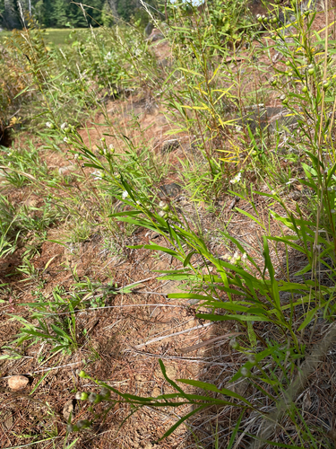 Solidago ptarmicoides, photograph 5