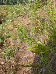 Solidago ptarmicoides, photograph (c) Sam Turner, some rights reserved (CC BY)