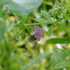 Dyroderes umbraculatus