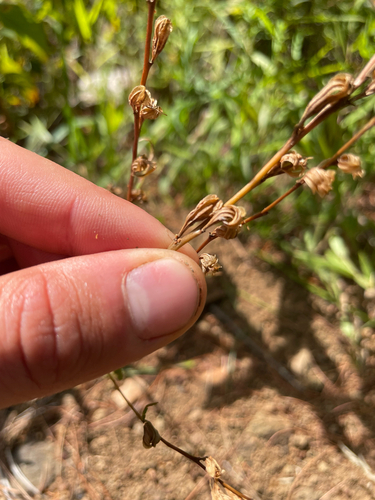 Oenothera perennis, photograph 5