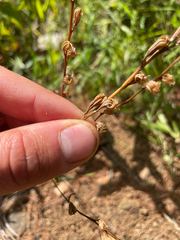 (c) Sam Turner, some rights reserved (CC BY) Oenothera perennis, photograph (c) Sam Turner, some rights reserved (CC BY)