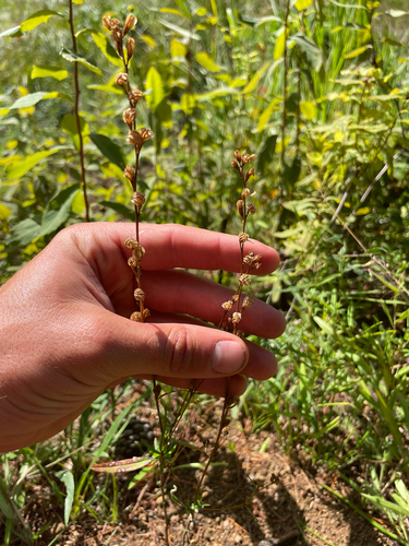 Oenothera perennis, photograph 4