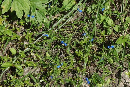 Asiatic dayflower