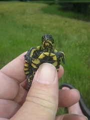 Actinemys marmorata marmorata