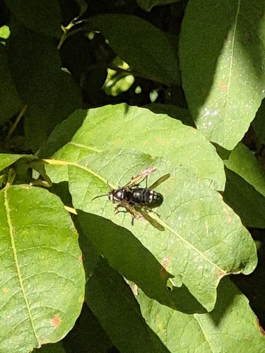 Bald-faced Hornet