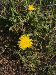 Taraxacum officinale