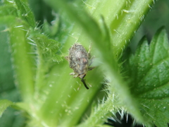 Parethelcus pollinarius
