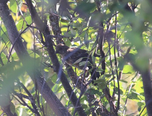 Spotted Towhee