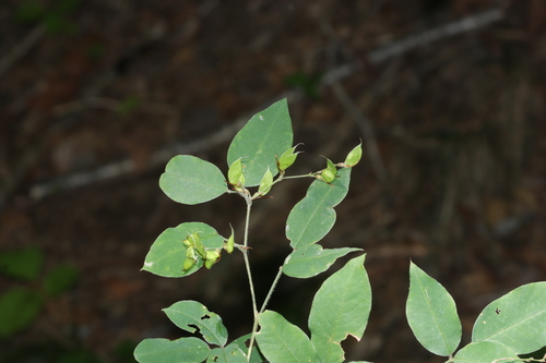 Korean lespedeza