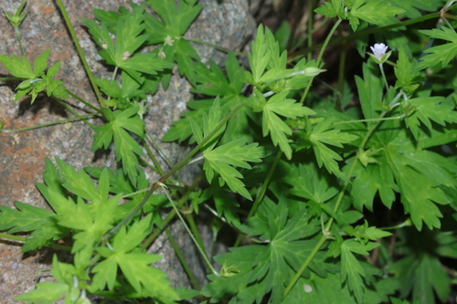 Siberian Crane's-bill