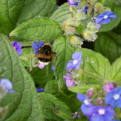 Bombus terrestris