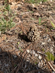 Morchella americana