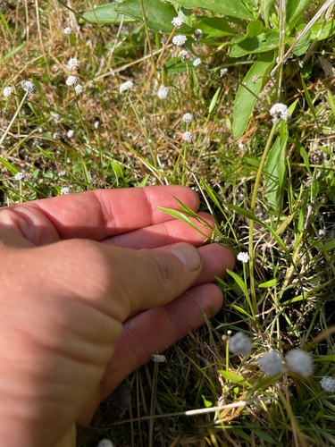 Ranunculus reptans, photograph 2