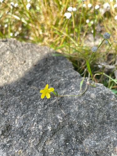 Ranunculus reptans
