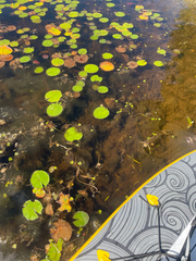 Nymphoides cordata