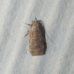 Helcystogramma melantherella