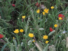 Anacyclus radiatus