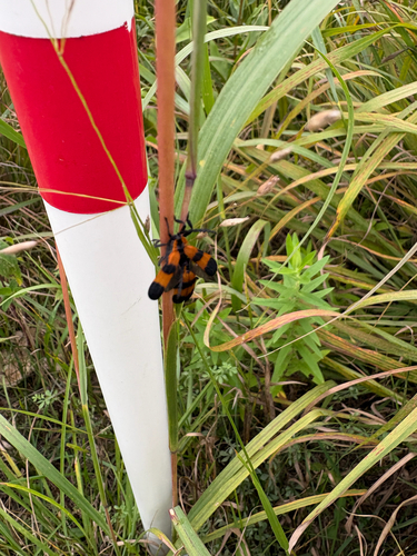 Reticulated Net-winged Beetle