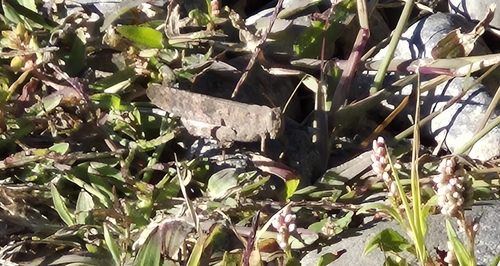 Carolina Grasshopper