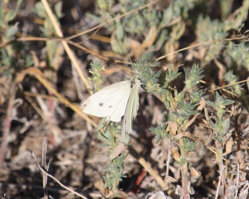 Small White