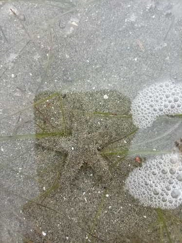 Indo-Pacific Sand Star
