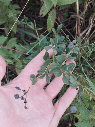 Baptisia tinctoria, photograph 5