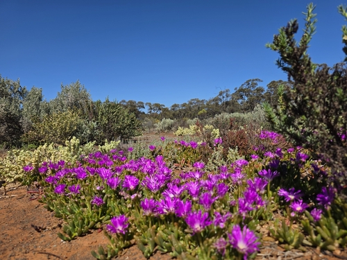 Purple Dewplant
