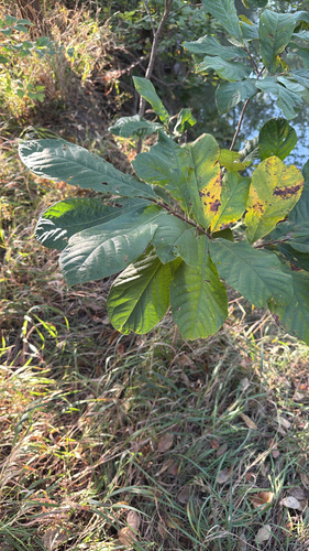 common pawpaw