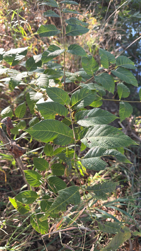 eastern black walnut