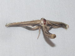 Meskea dyspteraria