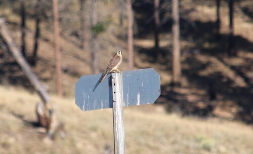 Northern American Kestrel