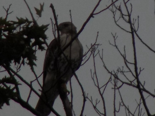 Red-tailed Hawk