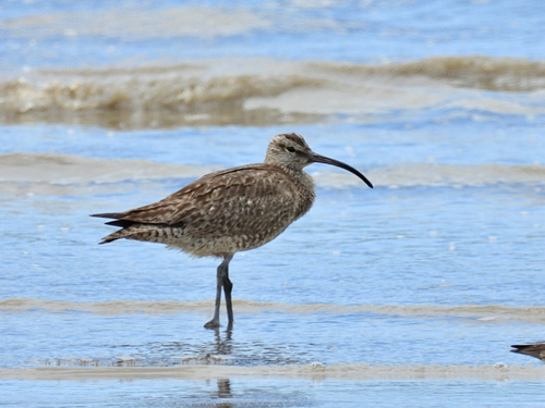 iNaturalist image