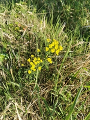 Euphorbia cyparissias