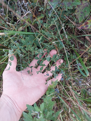 Baptisia tinctoria, photograph 4