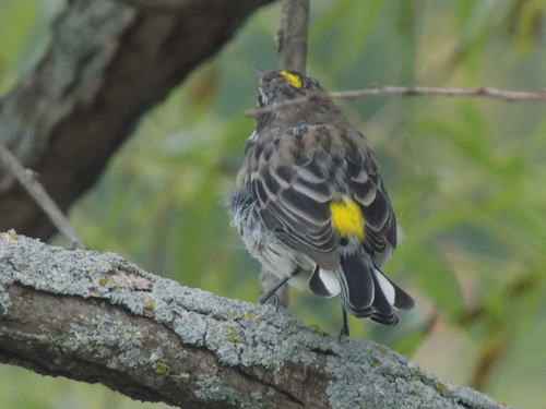 Yellow-rumped Warbler