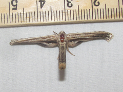 Meskea dyspteraria
