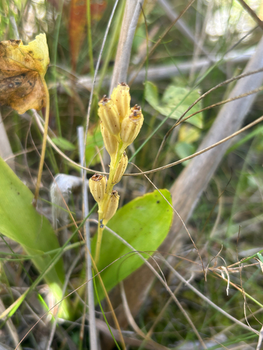 fen orchid
