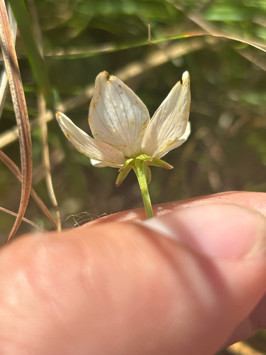fen grass of Parnassus