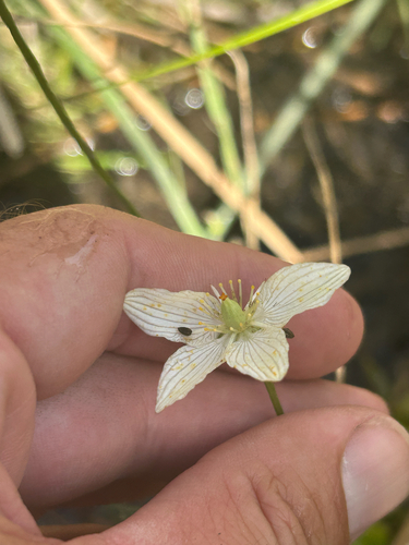 fen grass of Parnassus