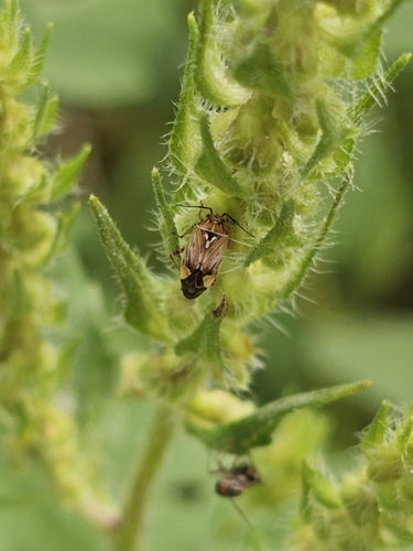 North American Tarnished Plant Bug