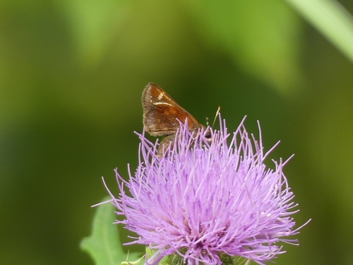 Zabulon Skipper