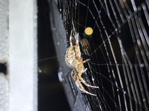 Cross Orbweaver