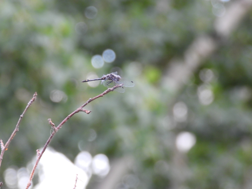 Black Meadowhawk