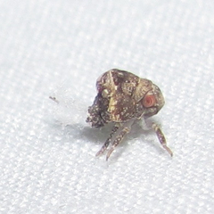 Acanaloniidae