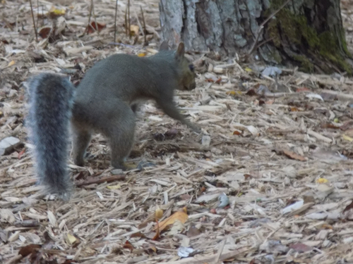 Eastern Gray Squirrel