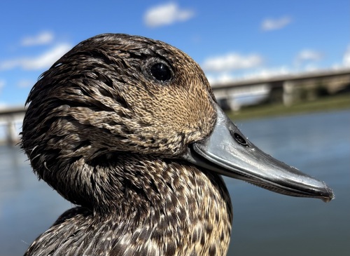 iNaturalist image
