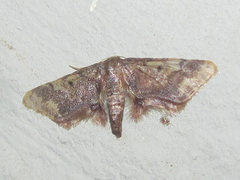 Idaea furciferata