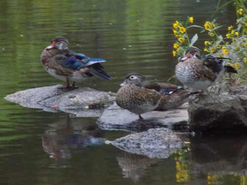 Wood Duck