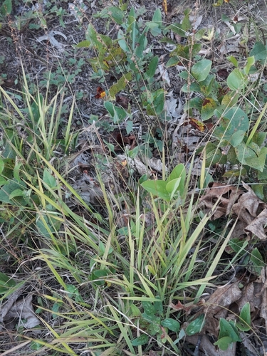 Chasmanthium laxum, photograph 6